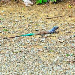 Die Tüpfelrennechse