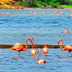 Der Kuba Flamingo