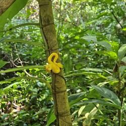 gelbe Baumschlange...super giftig