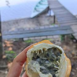 Passionsfrucht - super lecker auch wenn sie nicht so aussieht