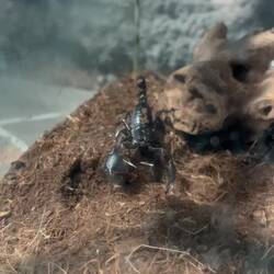 the bali scorpion, haven't met one at night so far