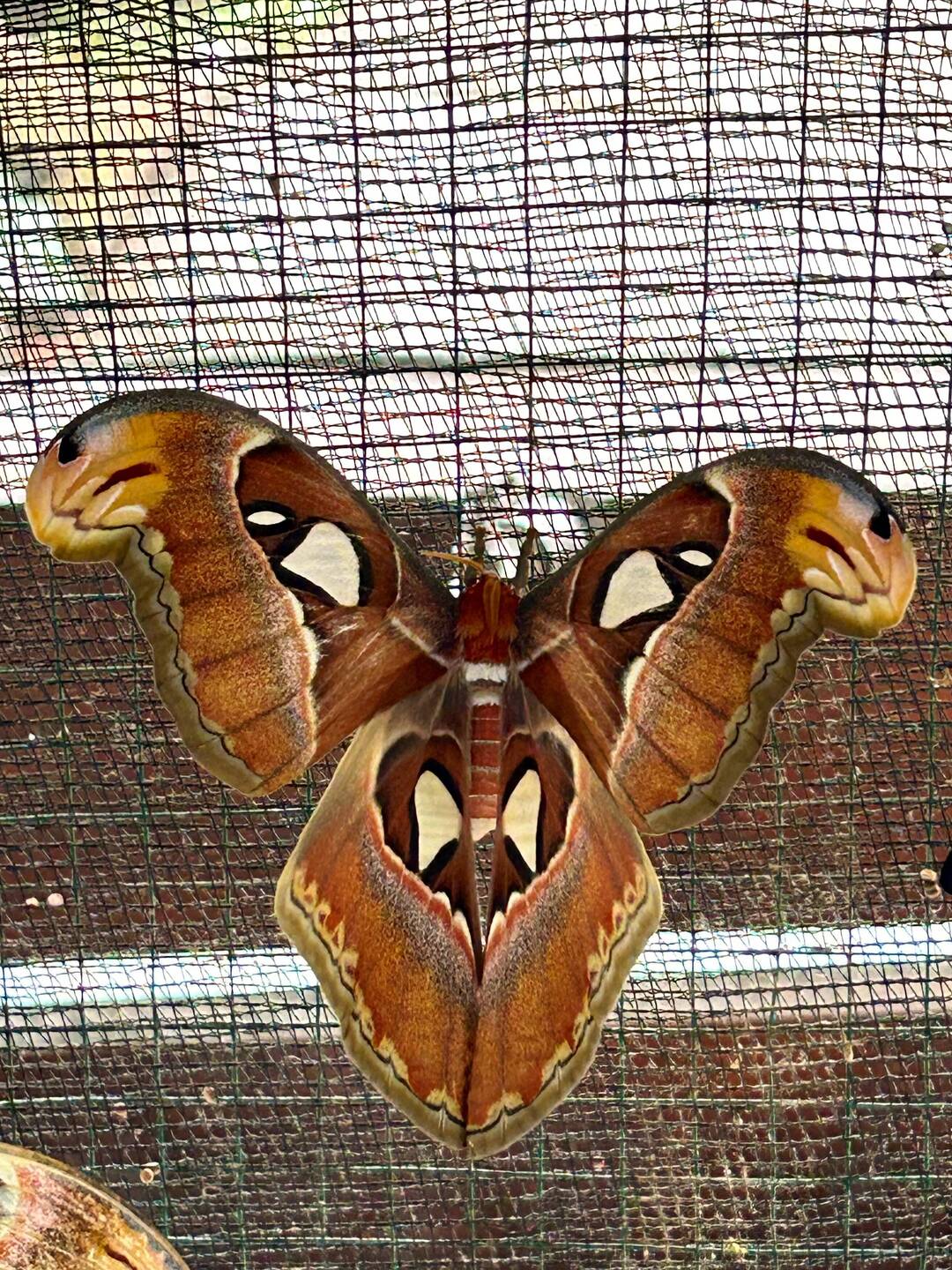 that's a moth