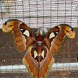 that's a moth