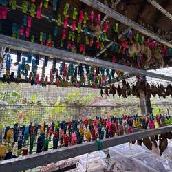 they release the new butterflies each day when they can fly to protect them from predators like ants