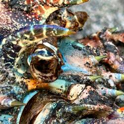crab
