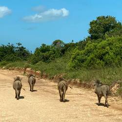 Warthogs on the move