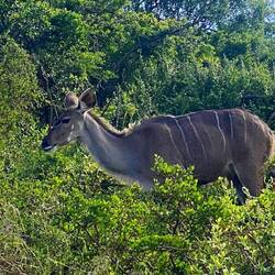 Female Kudu