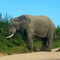 Dung Beetles will be happy