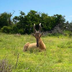 Red Hartlebeest (Antelope)