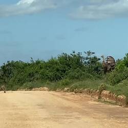 The Ostrich didn't like them