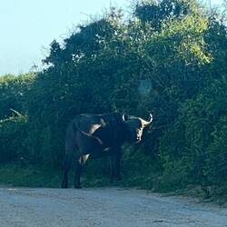 Last for today: Buffalo