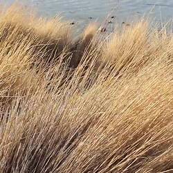 Flamingos at Laguna Hedionda