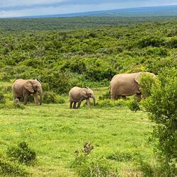 Elephant family on the way to waterhole