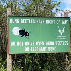 The famous and hard working dung beetle