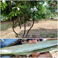 Inca fruit oder auch Candy Bean von den Einheimischen genannt