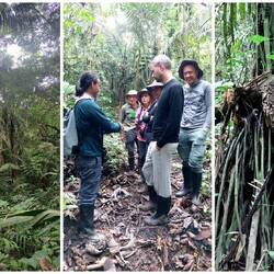 Dschungelwalk in den frühen Morgenstunden