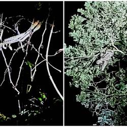 Boa und Faultier auf dem Rückweg in die Lodge 🐍🦥