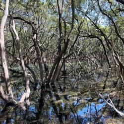 Badu Mangroves