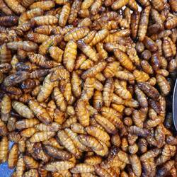 Leckere Insektenpuppen