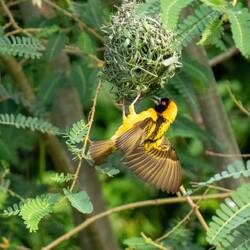 Black Headed Weaver (we saw red-headed weavers, but they were harder to photograph)