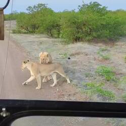 Lion Porn