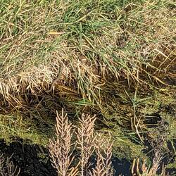 wer findet die schlangen? Ändu sogar beim Fahrrad fahren