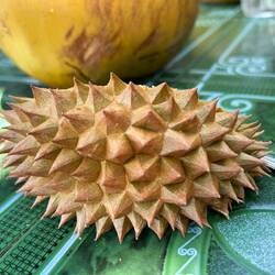 Durian