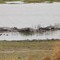Hippo-Pool