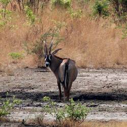 Roan, auch Pferdeantilope