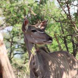 Impala ist immer da