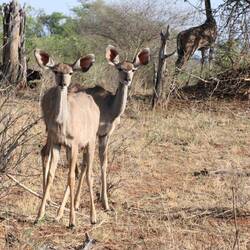 Einem Kudu entgeht nix