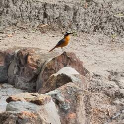 Der Platz ist ein Vogelparadies