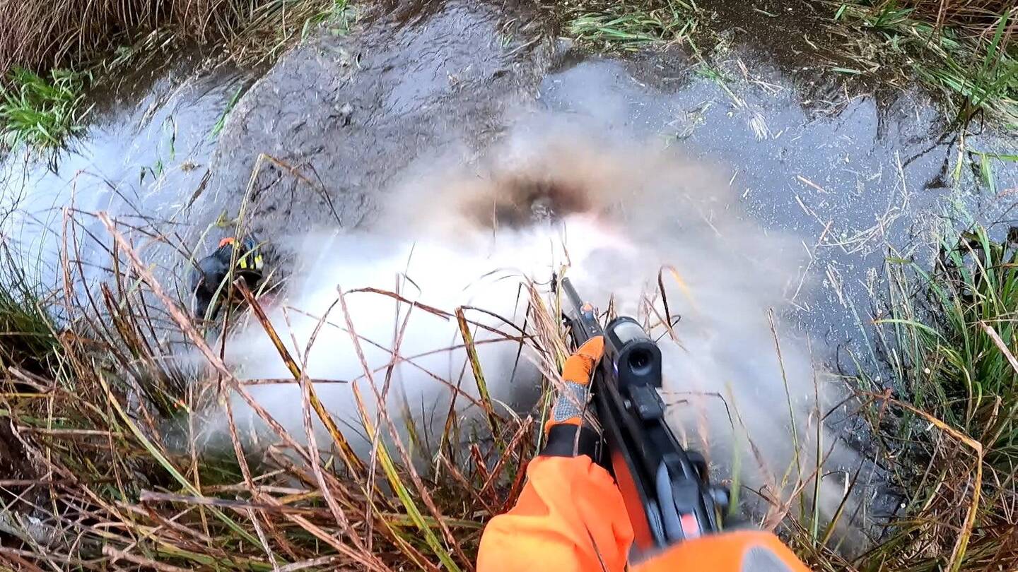 Waschbär! Im Wasser eine Gefahr für die Hunde!