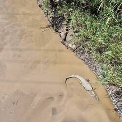 bei der Crocodile Bridge