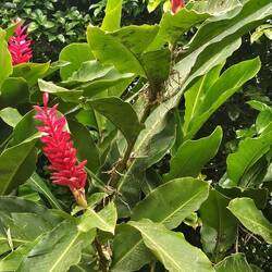 Roter Ingwer- purpurrote Tropenkerze