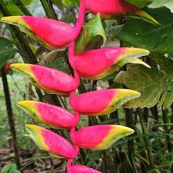 Die hängende Hummerschere oder auch falscher Paradiesvogel