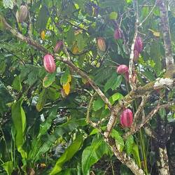 Kakaobaum, lasst euch die Weihnachtsschoki schmecken :)