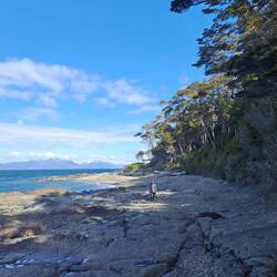 Im Schatten der Küstenwälder Patagoniens