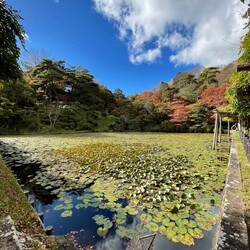 Countless lotus flowers covering the surfice of this pond in Nihonmatsu