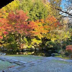 Colorful trees in Aizu-Wakamatsu