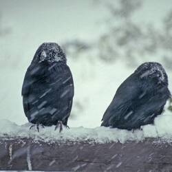 Die beiden fanden das Wetter auch doof.