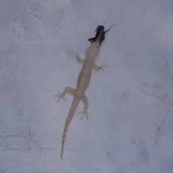 eyes bigger than stomach