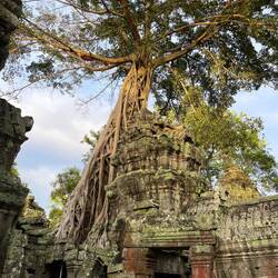 Ja, es ist der Ta Phrom Temple (Ms. Croft war dort)