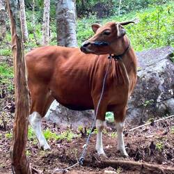 die Bali-Kuh (sehen alle so aus)