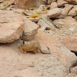 Viscacha!