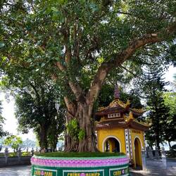 the Bodhi Tree