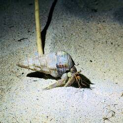 Der Weg zurück zum Bungalow ist übersäht mit Einsiedlerkrebsen