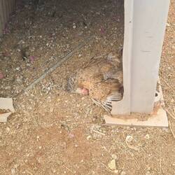 Nen totes Huhn gefunden☹️ das muss ich Dianne noch berichten.. die ist jetzt im Urlaub