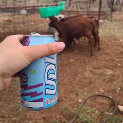 Feierabenddrink und Kälber füttern