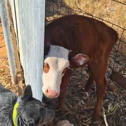 Die Kälber haben einen Weg durch den Zaun gefunden🙄🙄